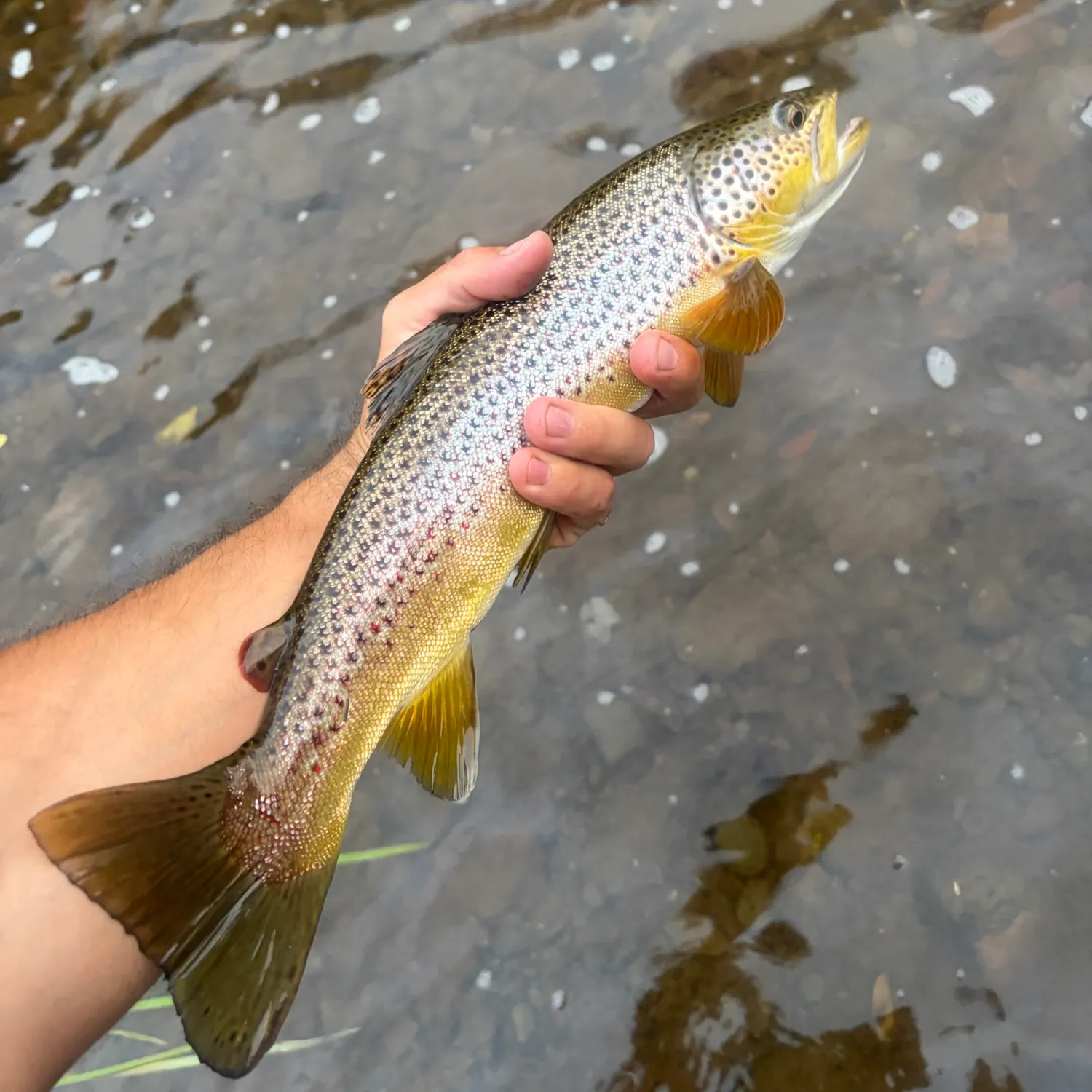 Brown trout caught on Fishbrain