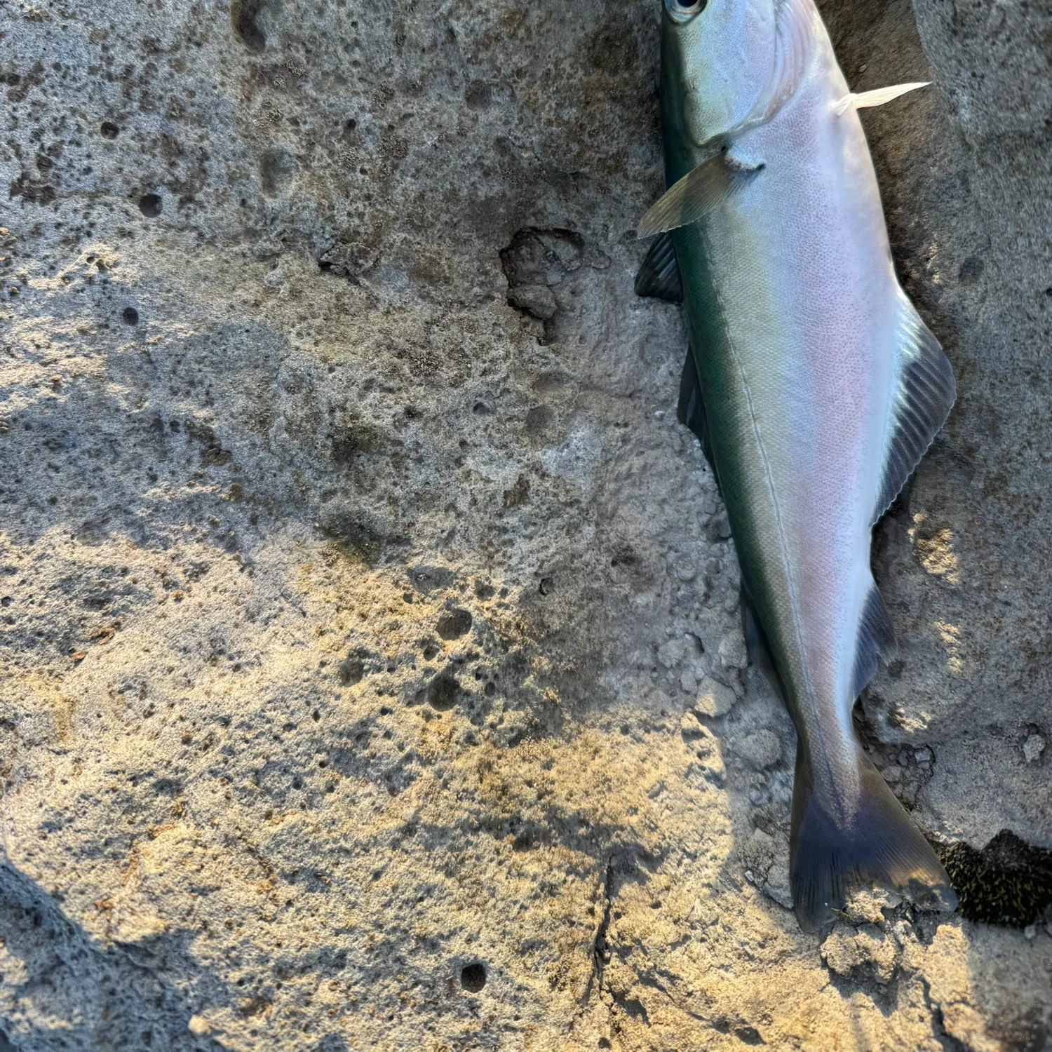 The most recent Atlantic pollock catches on Fishbrain