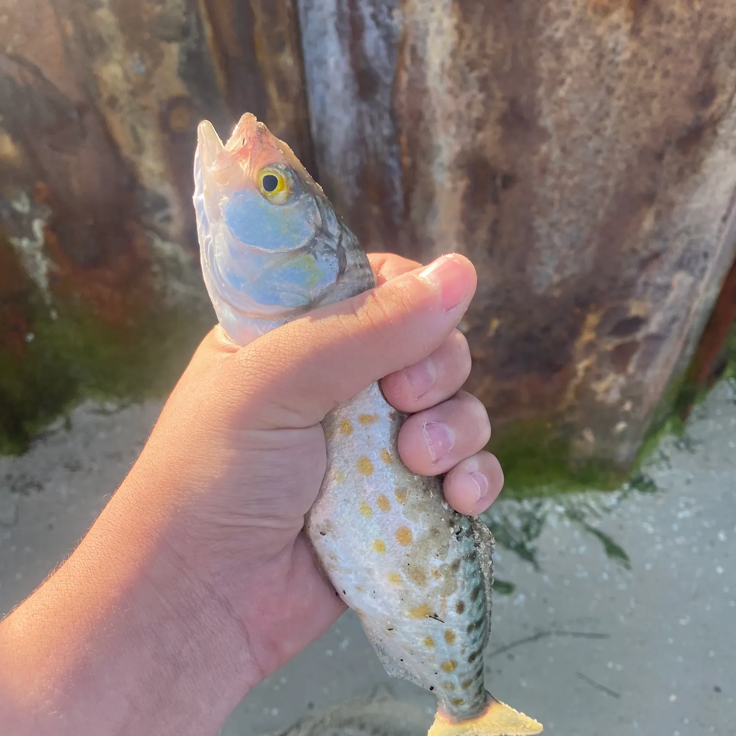 The most recent Eastern Australian salmon catches on Fishbrain