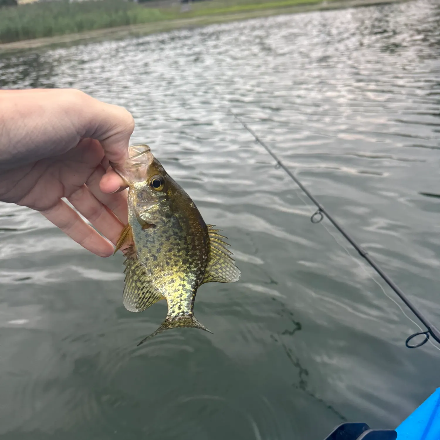 Black crappie caught on Fishbrain