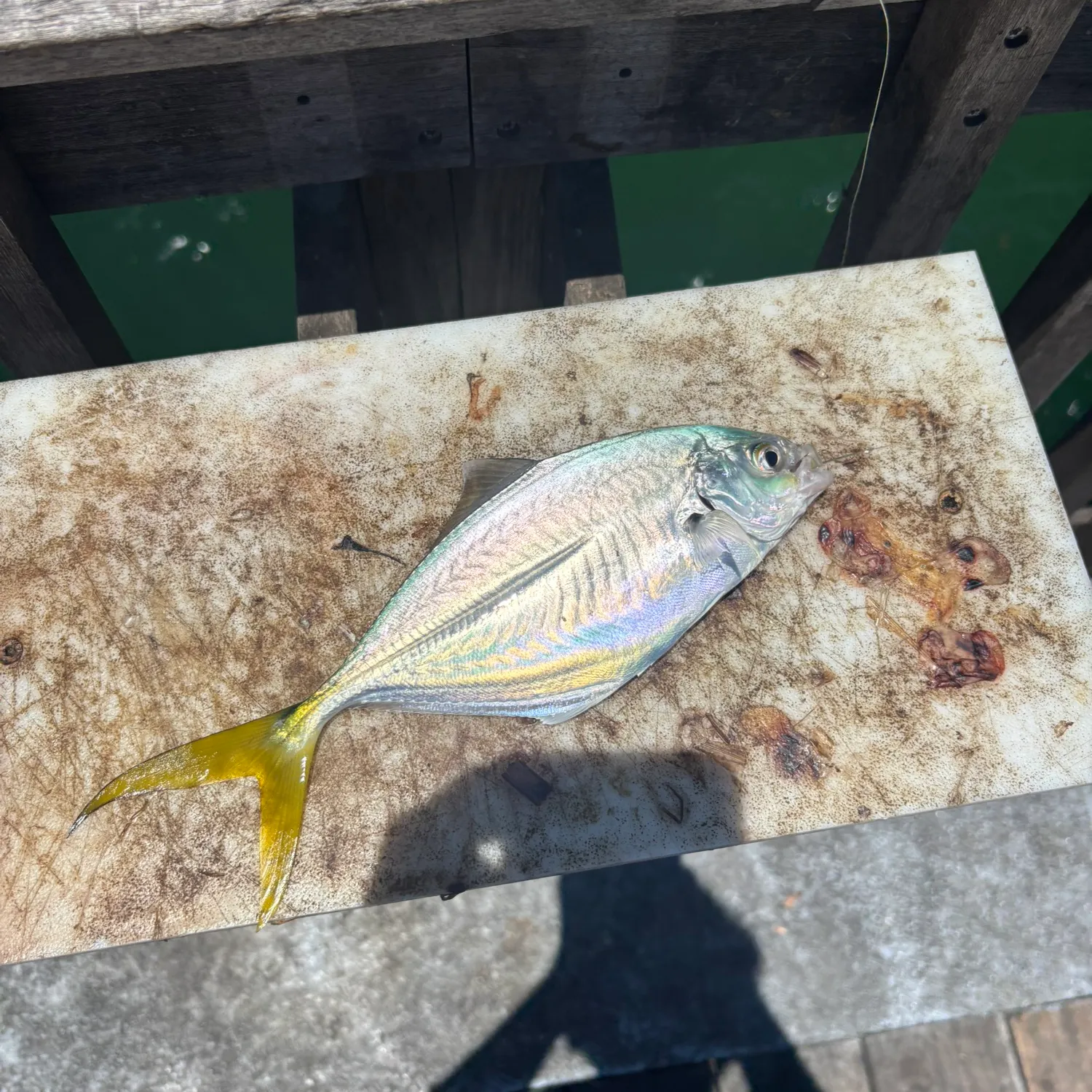 The most recent Leatherjack catches on Fishbrain