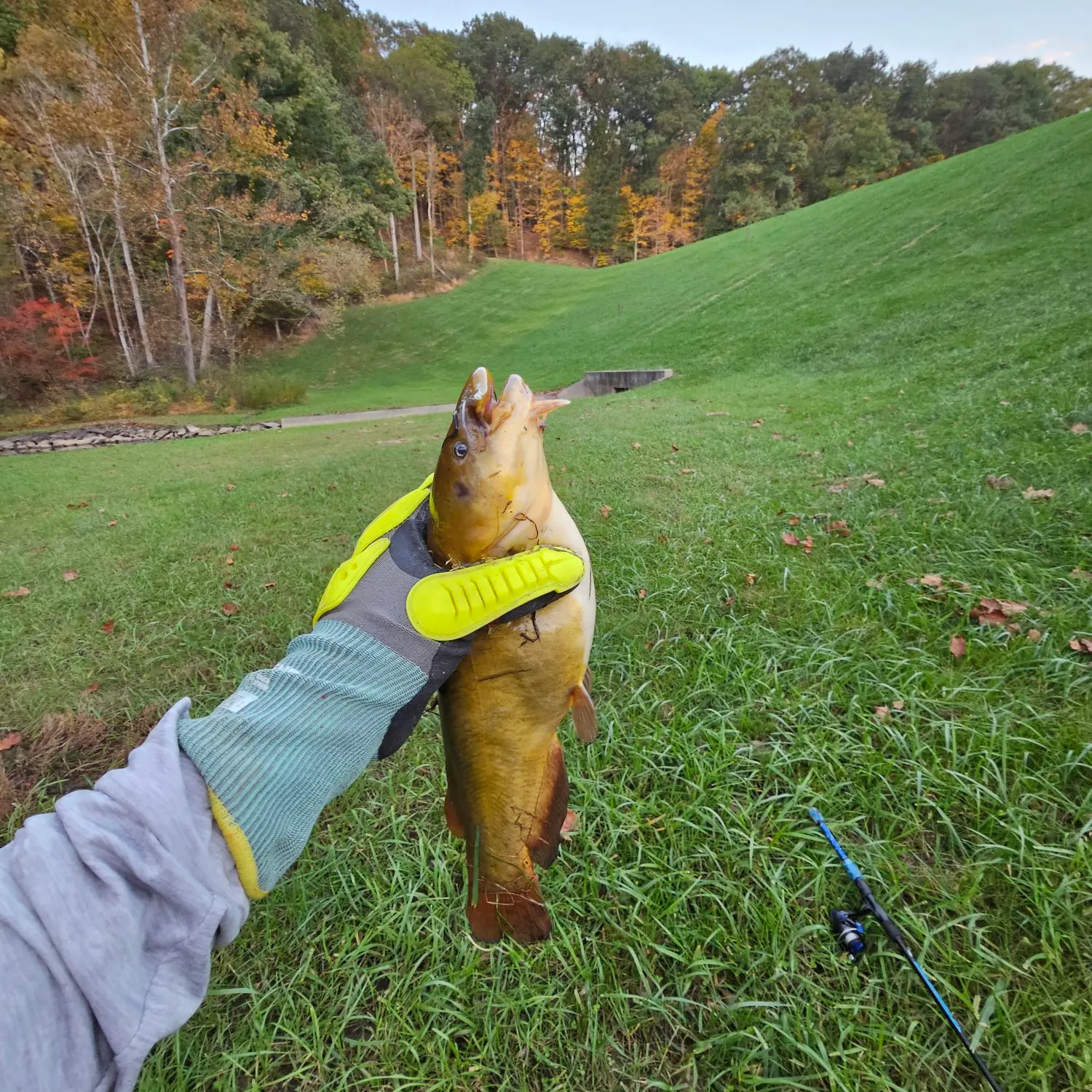 Yellow bullhead caught on Fishbrain