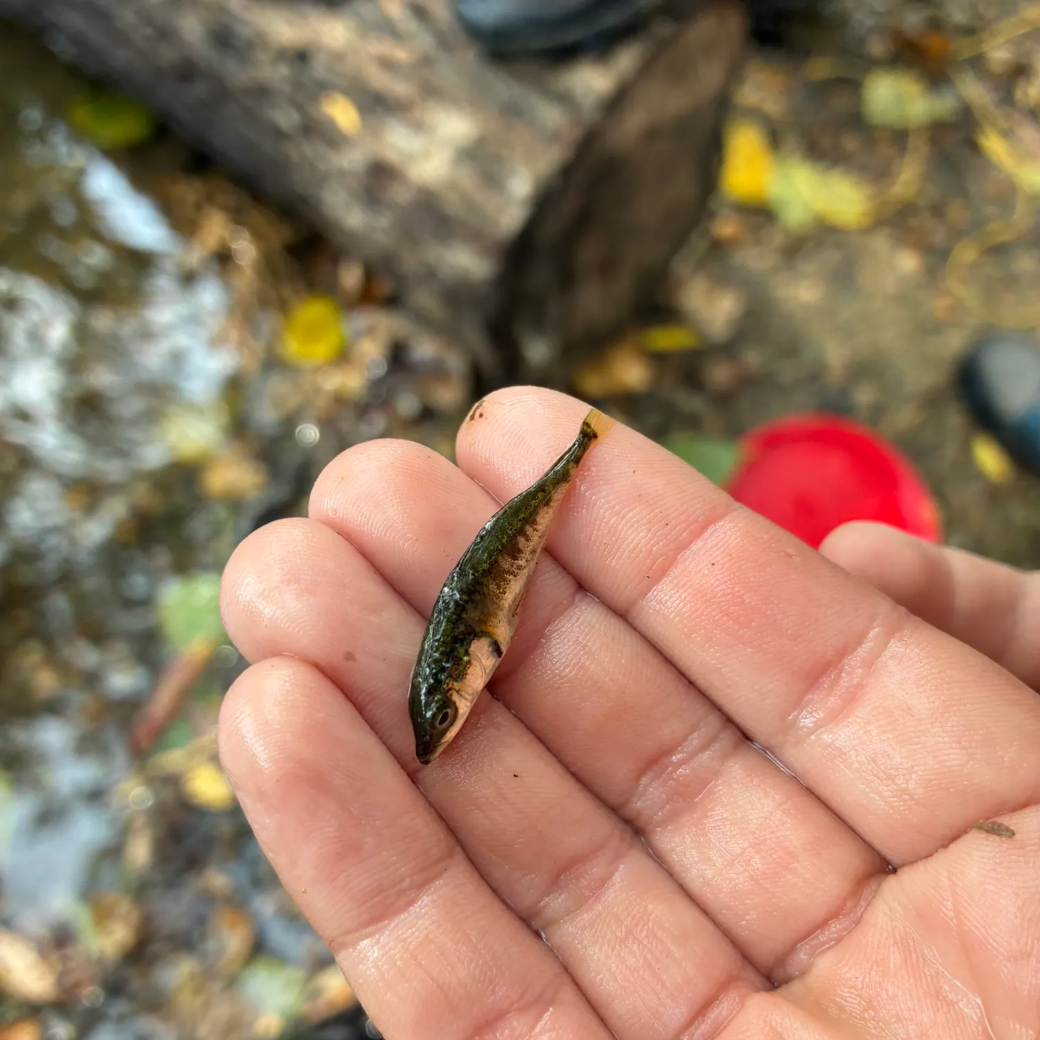 Three-spined stickleback caught on Fishbrain
