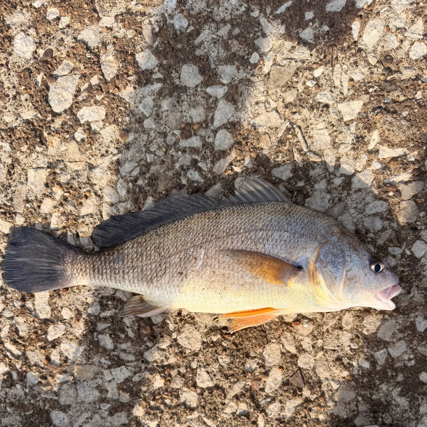 Freshwater drum caught on Fishbrain