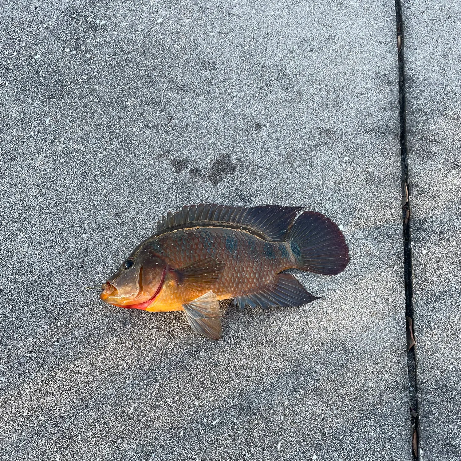 The most recent Mayan cichlid catches on Fishbrain