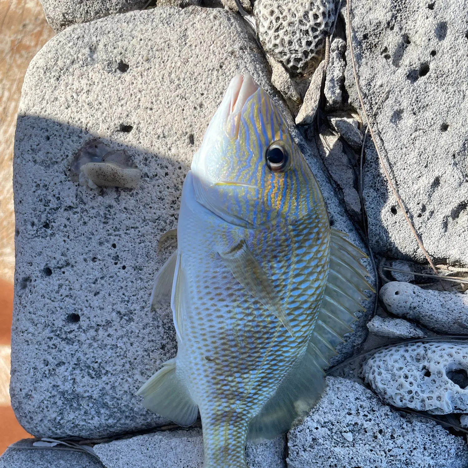 White grunt caught on Fishbrain