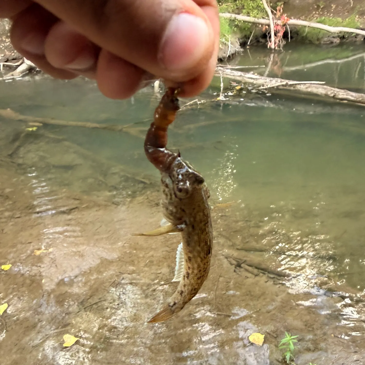 Mottled sculpin caught on Fishbrain