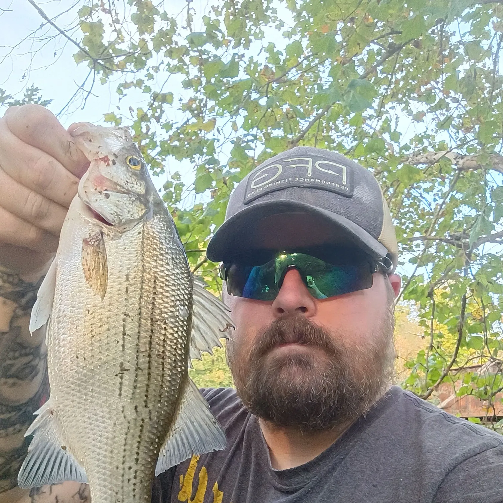 White bass caught on Fishbrain