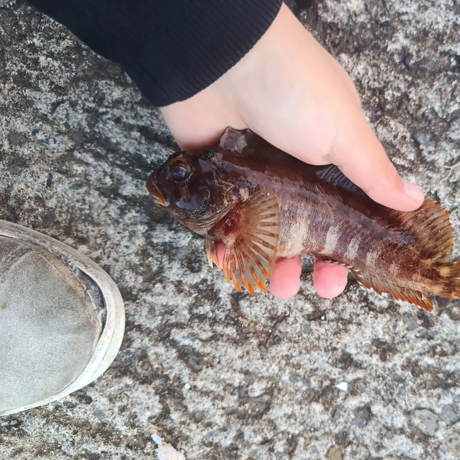 Tompot blenny caught on Fishbrain