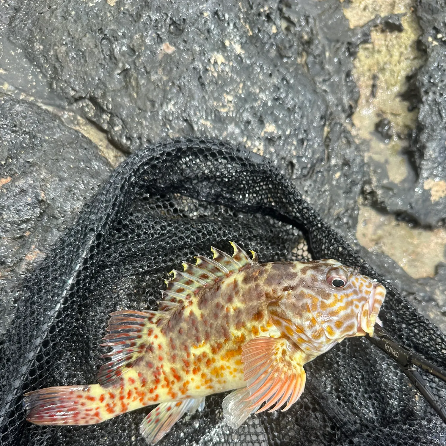 Stocky hawkfish caught on Fishbrain