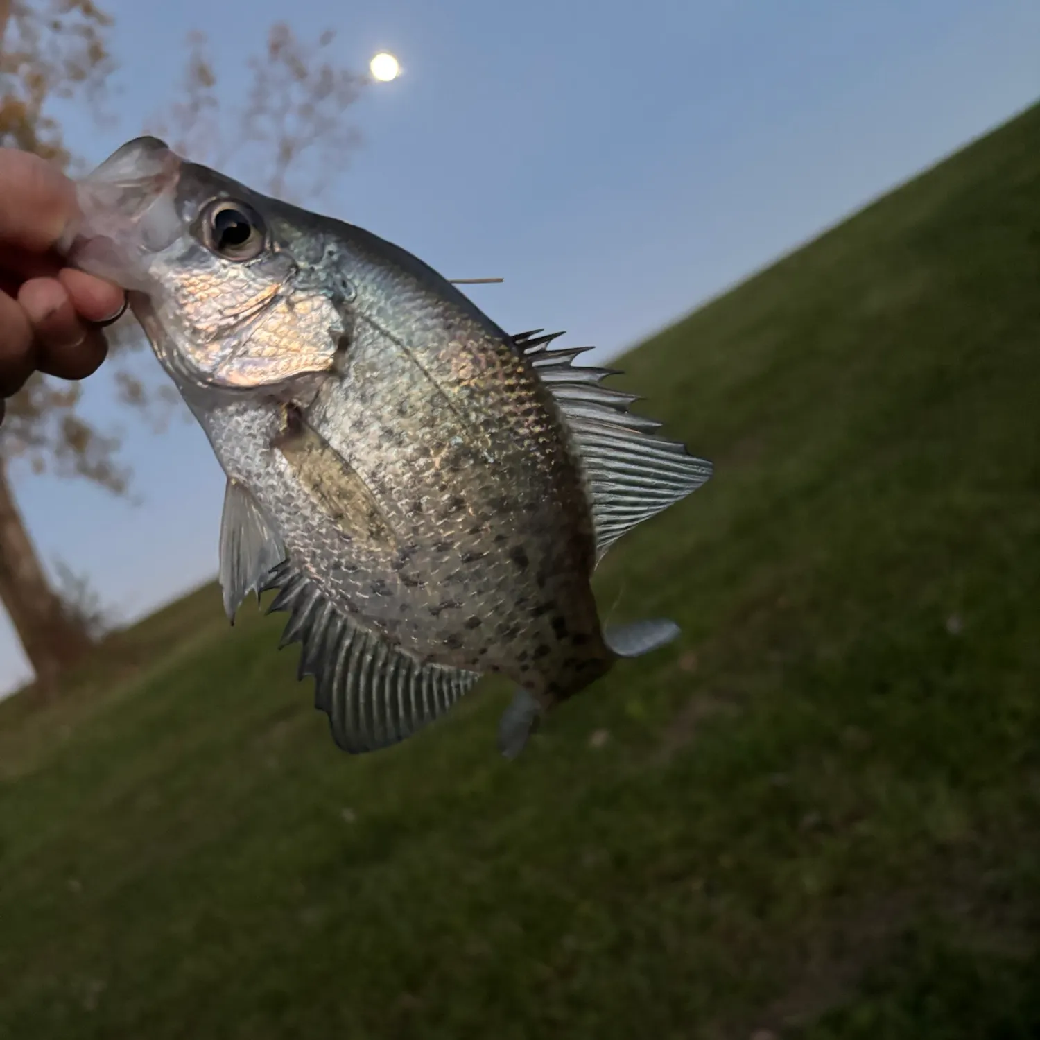 White crappie caught on Fishbrain