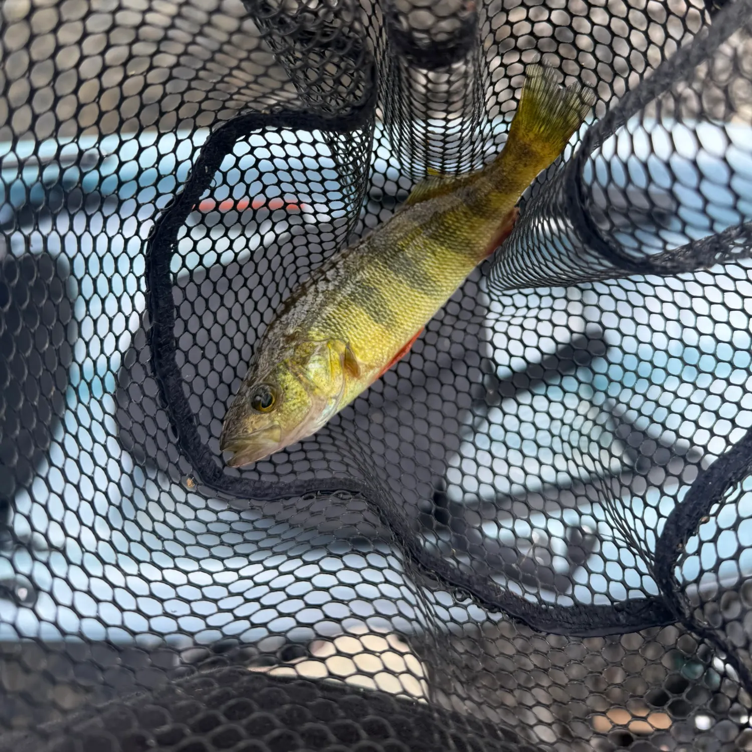 Yellow perch caught on Fishbrain