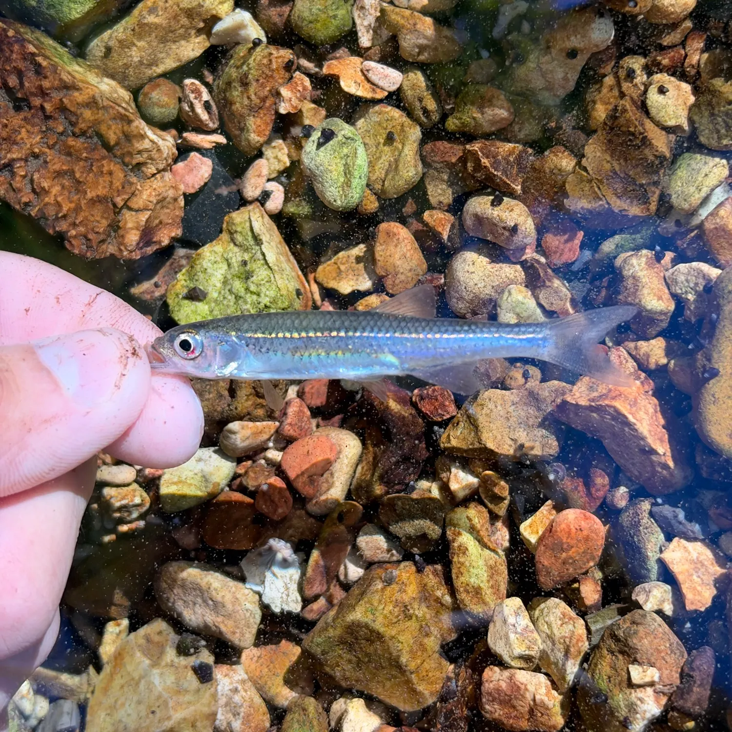 White shiner caught on Fishbrain