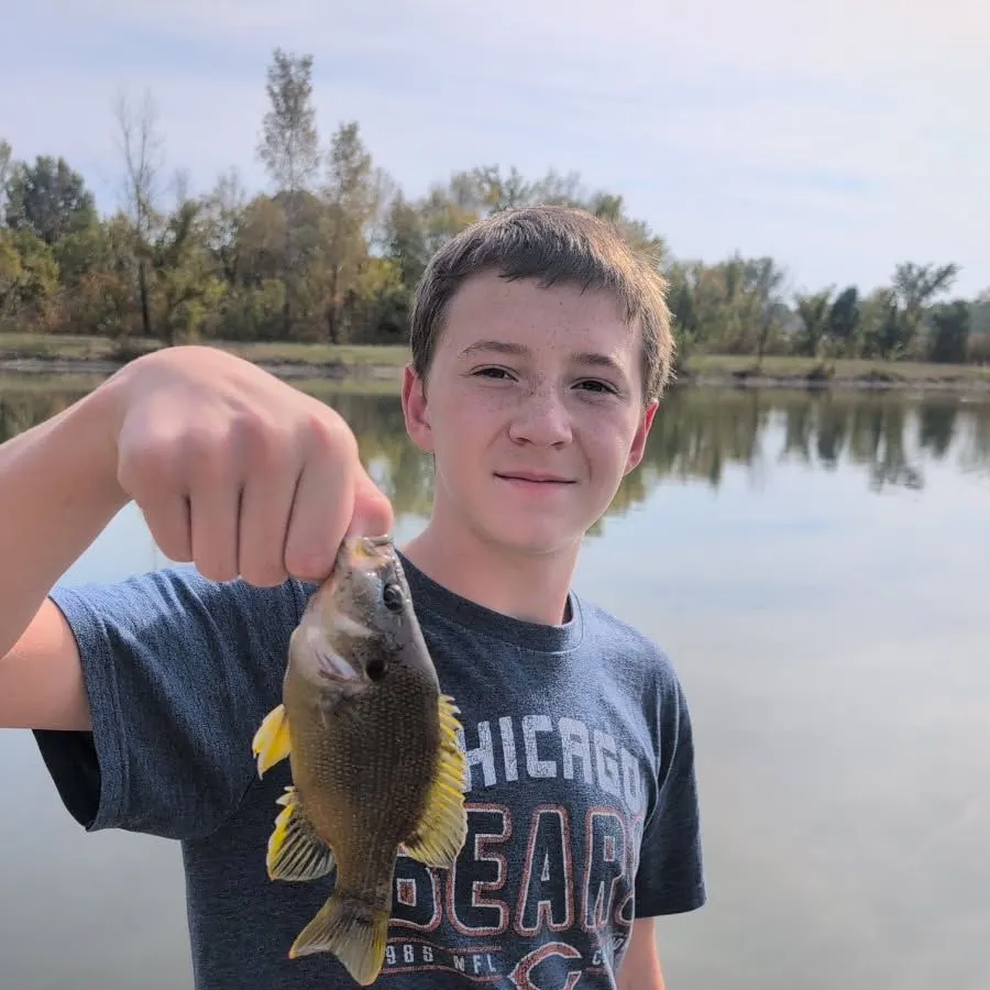 Bluegill caught on Fishbrain