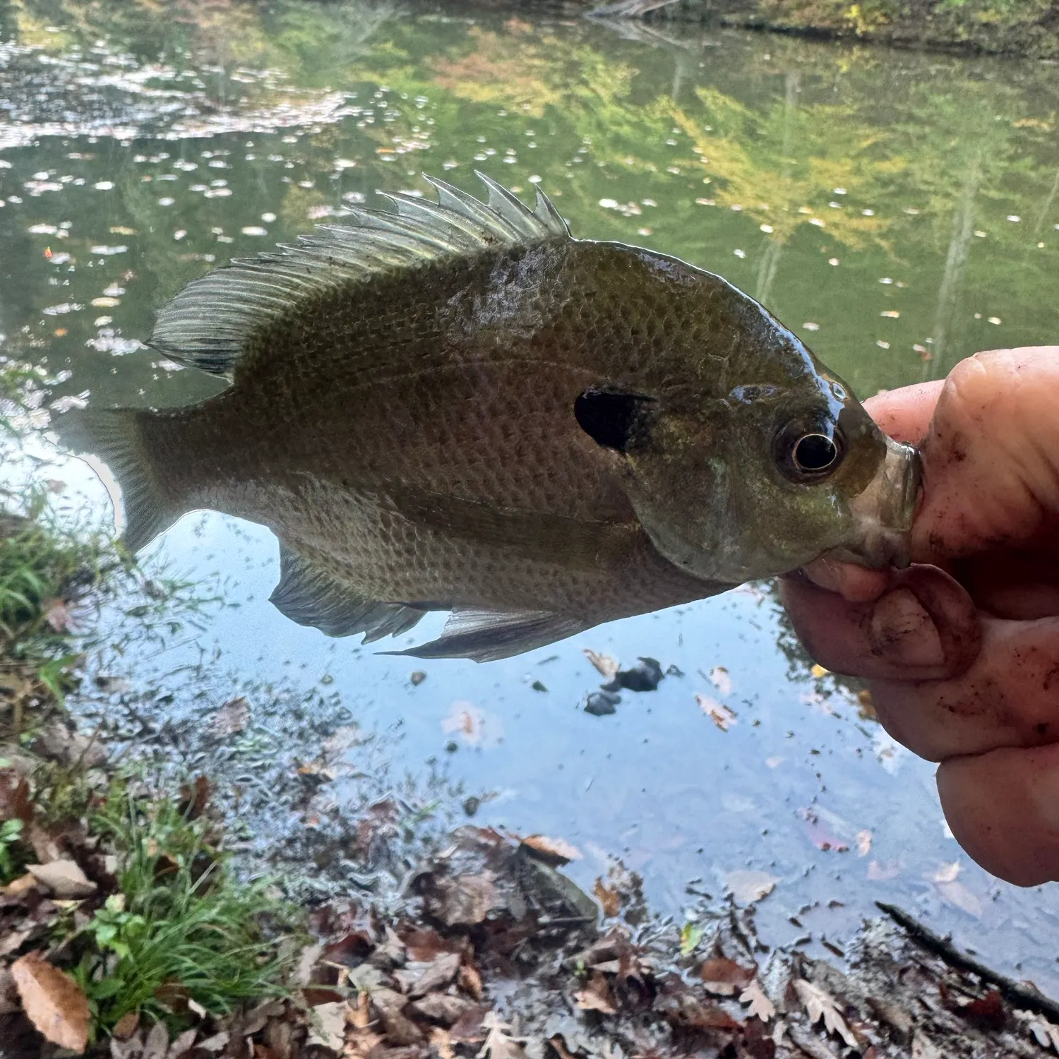 Bluegill caught on Fishbrain