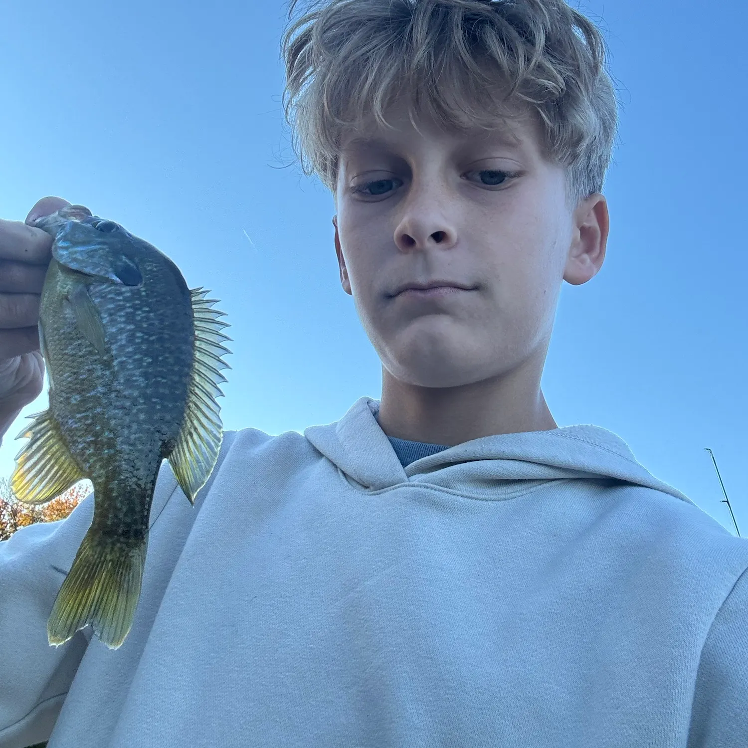 Green sunfish caught on Fishbrain