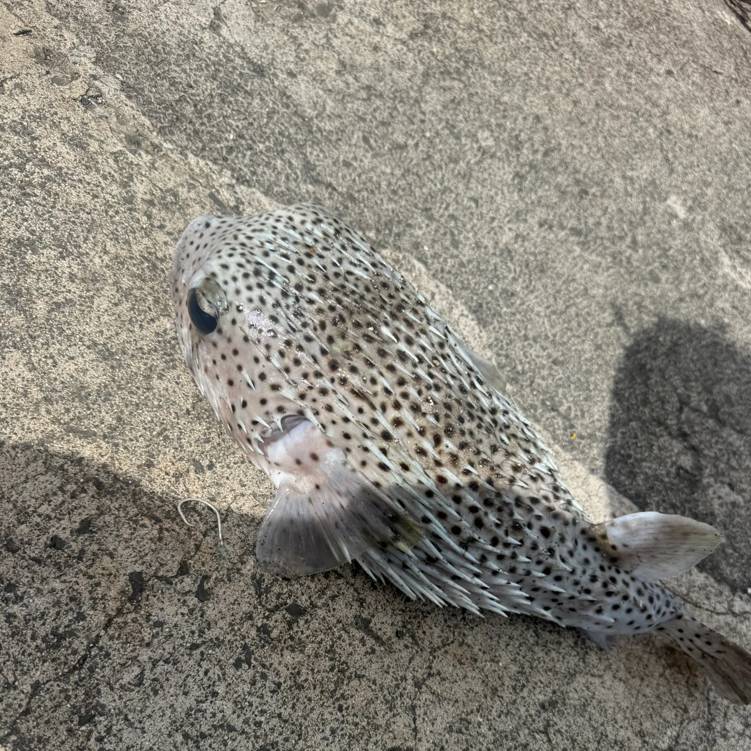 The most recent Spot-fin porcupinefish catches on Fishbrain