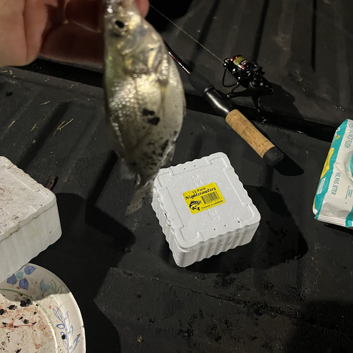 White perch caught on Fishbrain