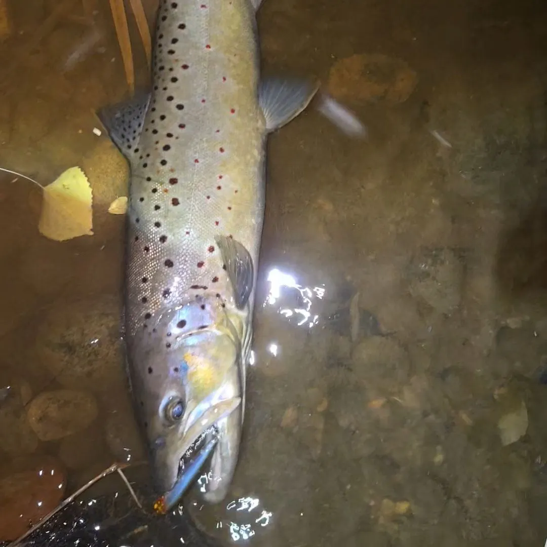 Brown trout caught on Fishbrain