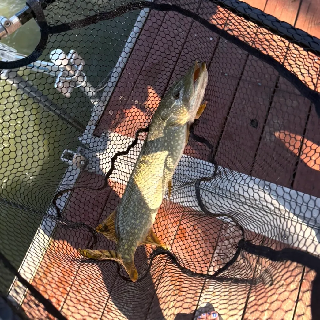 Northern pike caught on Fishbrain