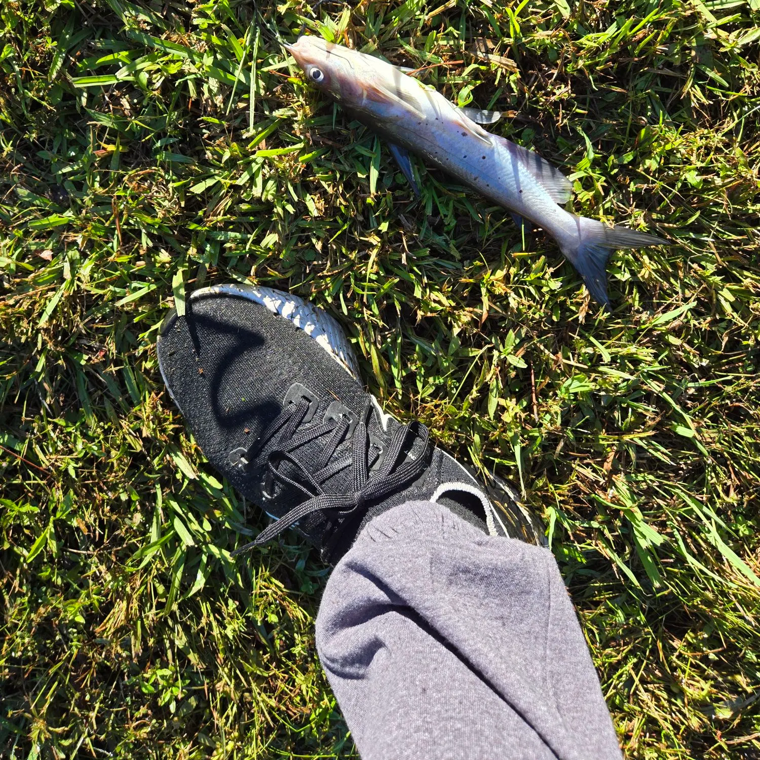Channel catfish caught on Fishbrain