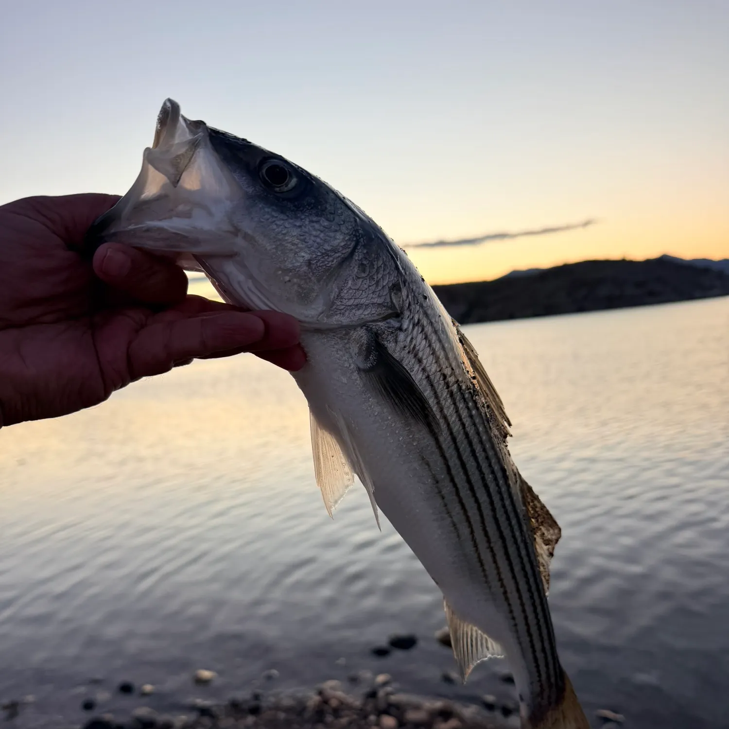 The most recent Striped bass catches on Fishbrain