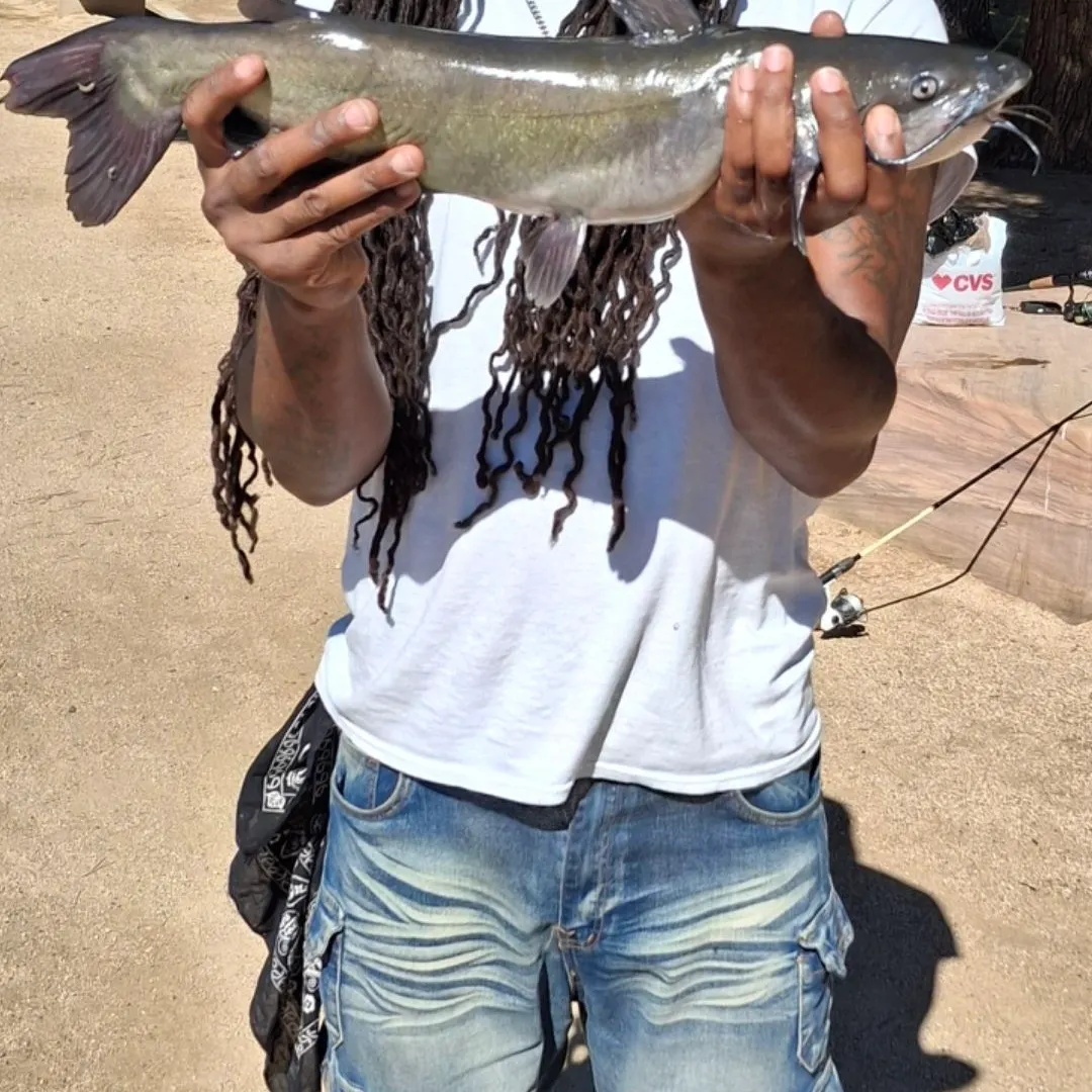 Channel catfish caught on Fishbrain