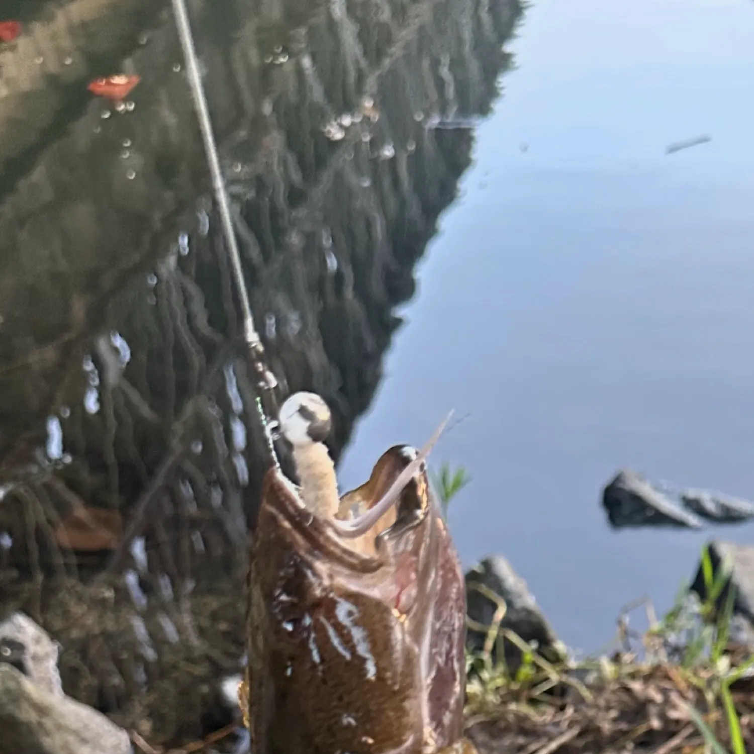 The most recent Bigmouth sleeper catches on Fishbrain