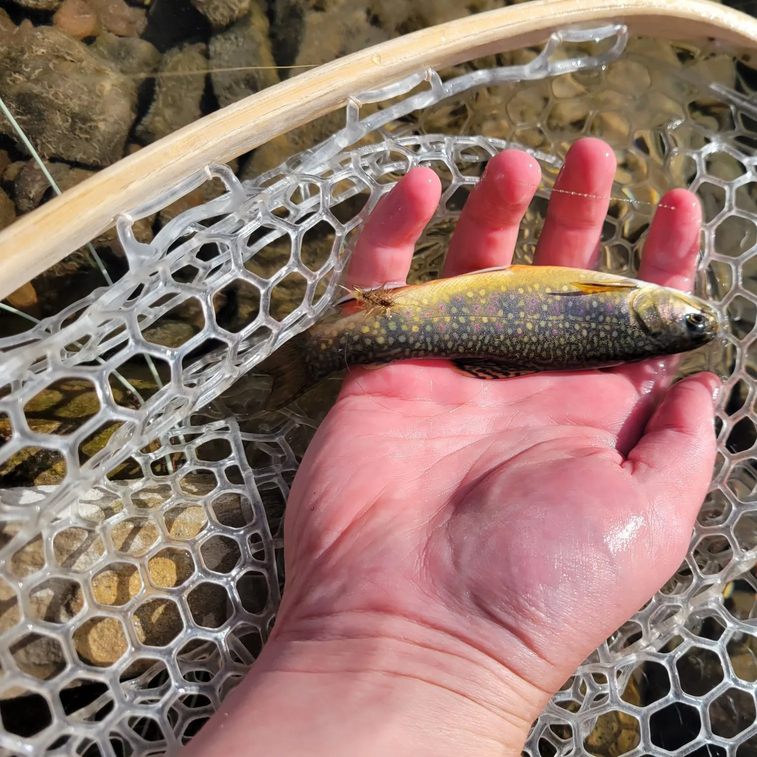 Brook trout caught on Fishbrain