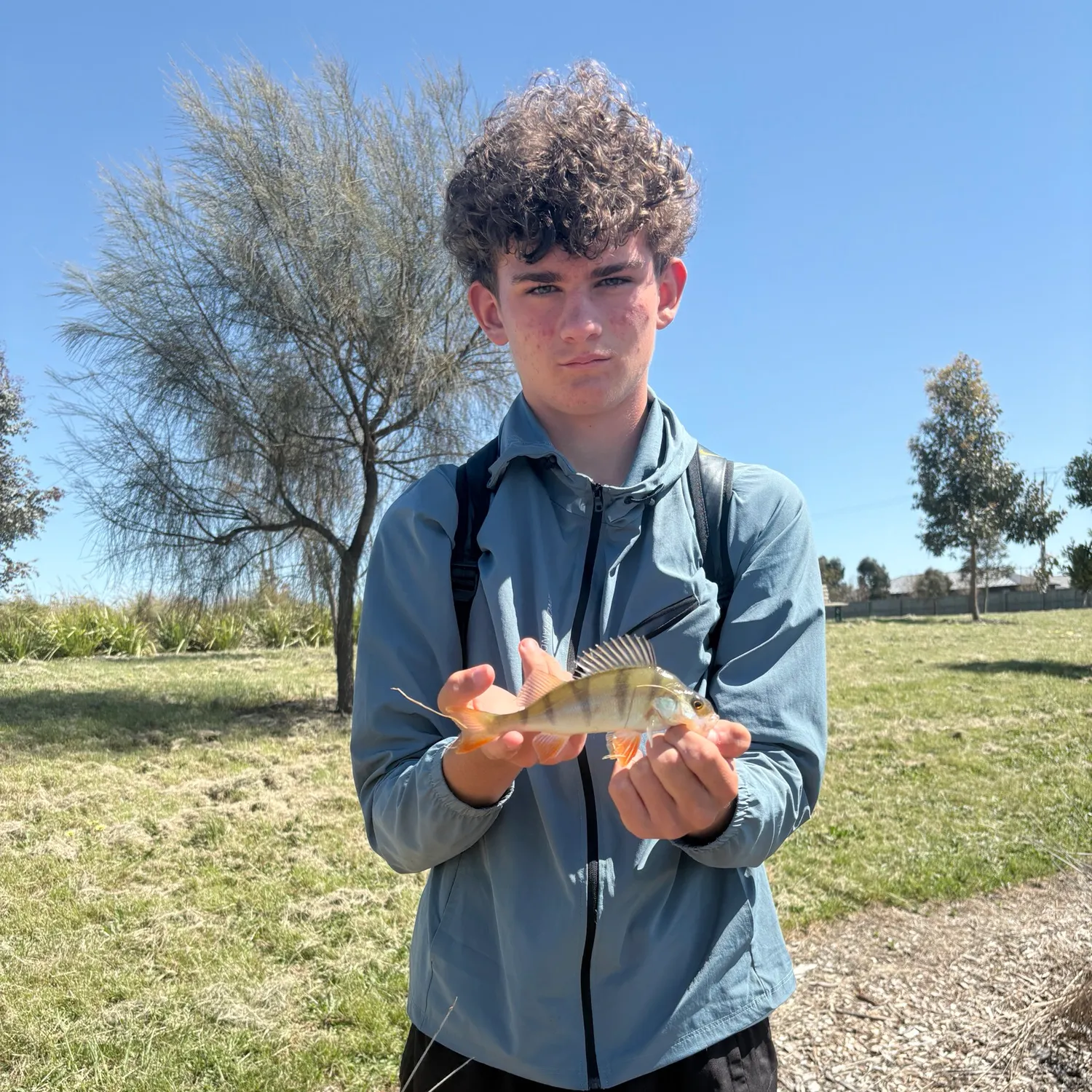 European perch caught on Fishbrain