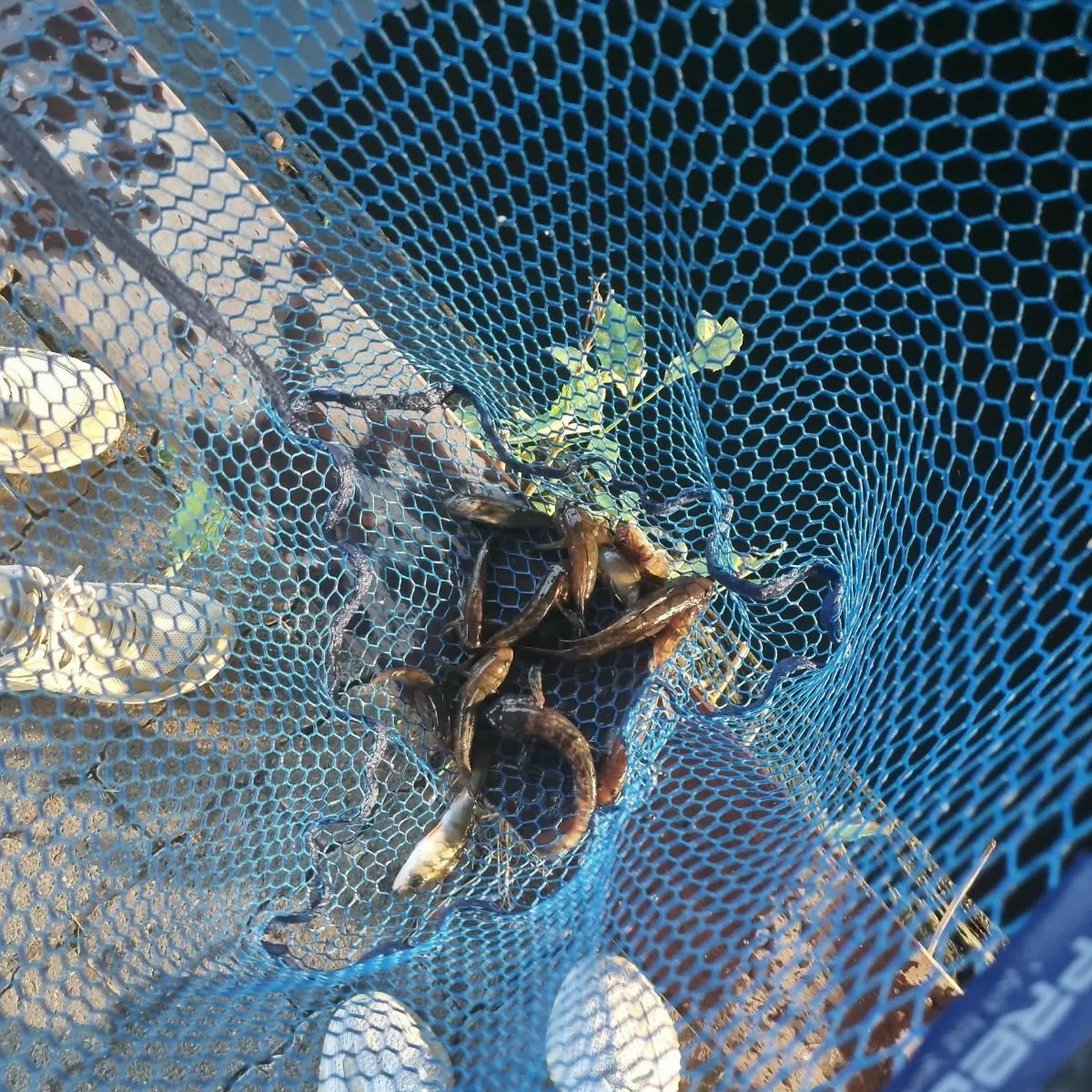 Fish caught on Fishbrain
