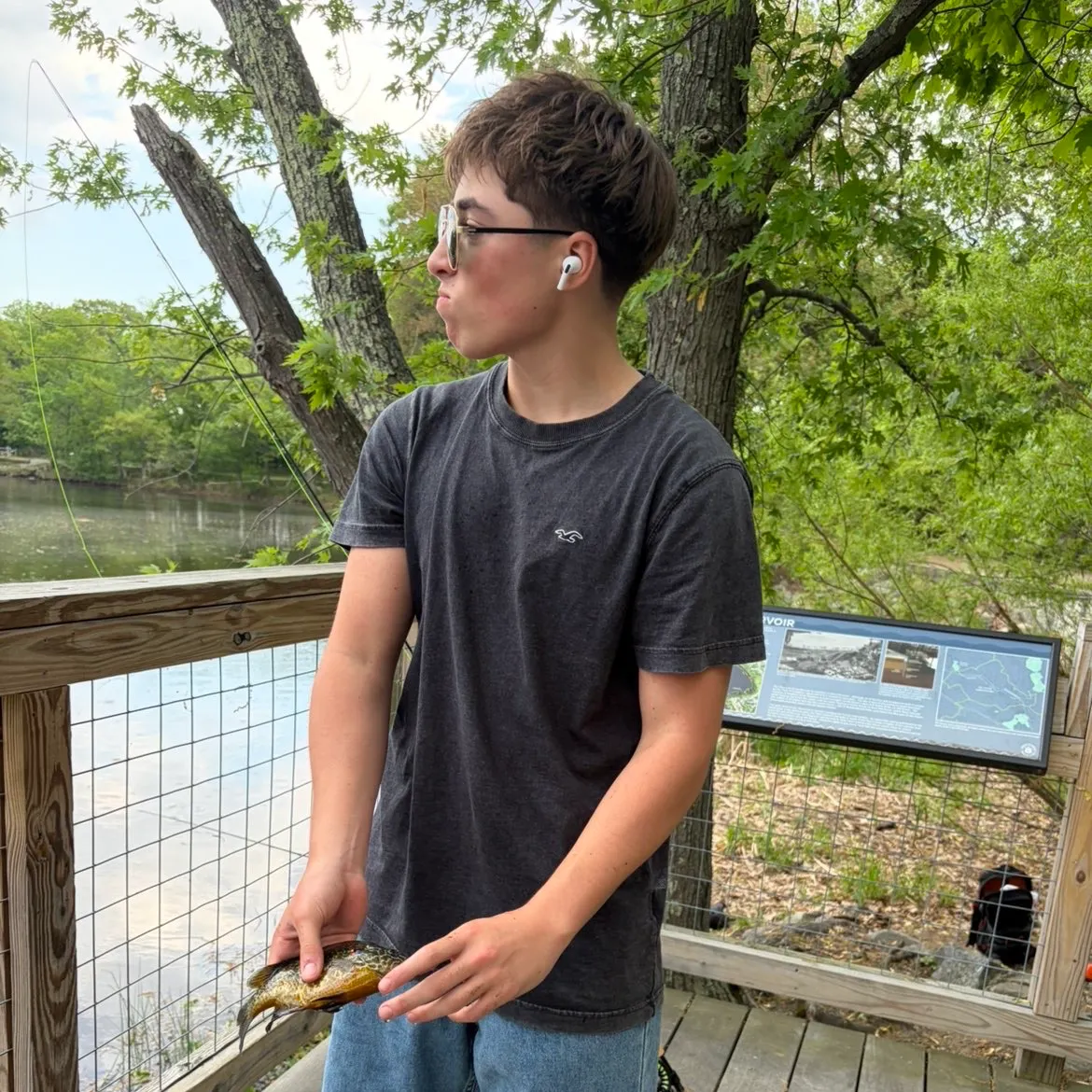 The most recent Blueback shad catches on Fishbrain