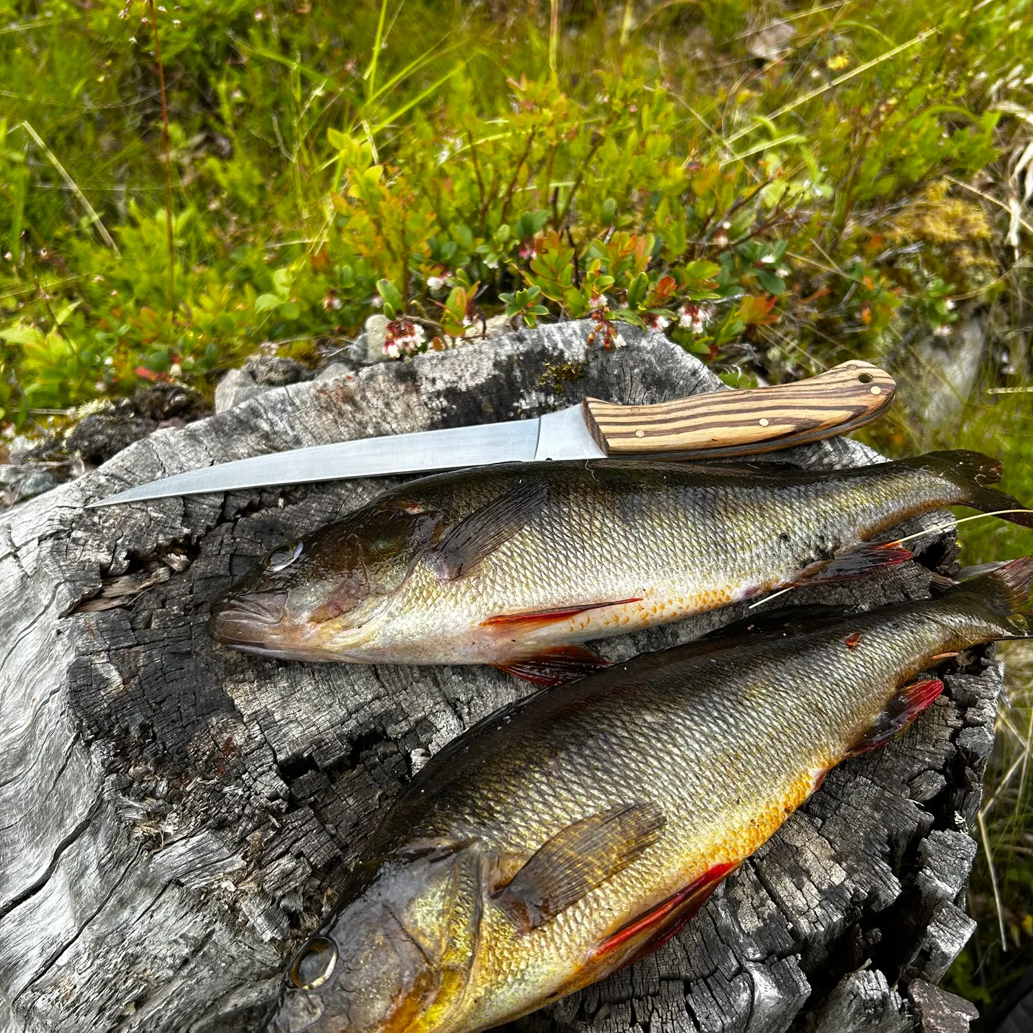 recently logged catches