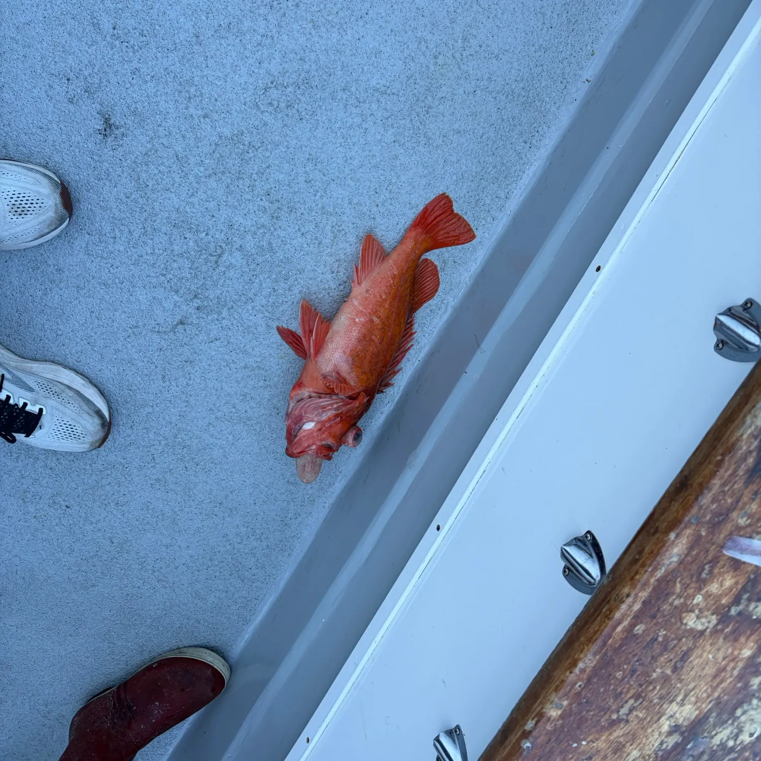 Vermilion rockfish caught on Fishbrain