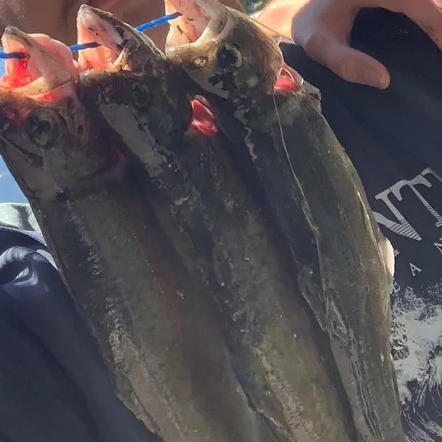 Rainbow trout caught on Fishbrain
