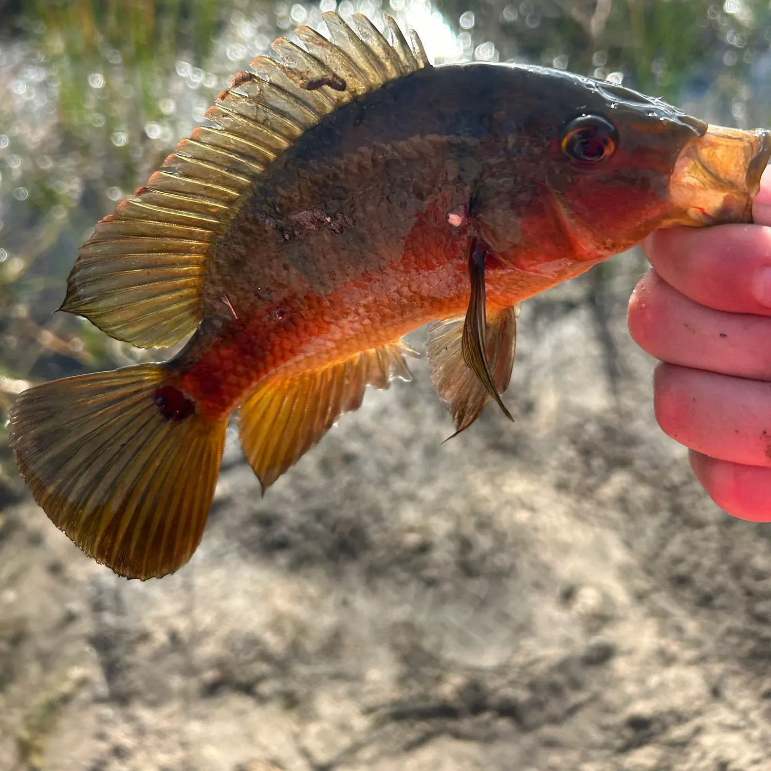 Mayan cichlid caught on Fishbrain