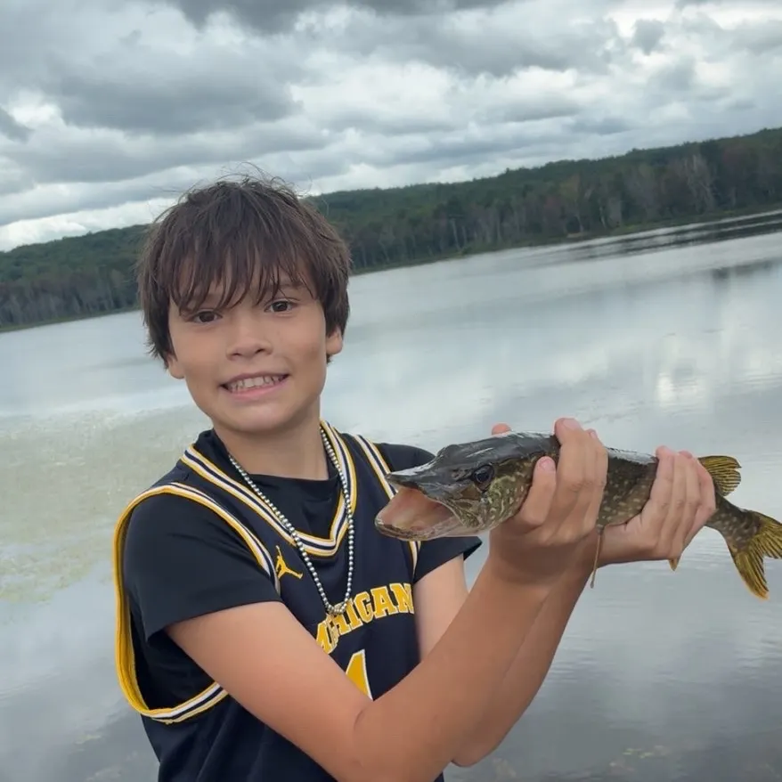 Northern pike caught on Fishbrain