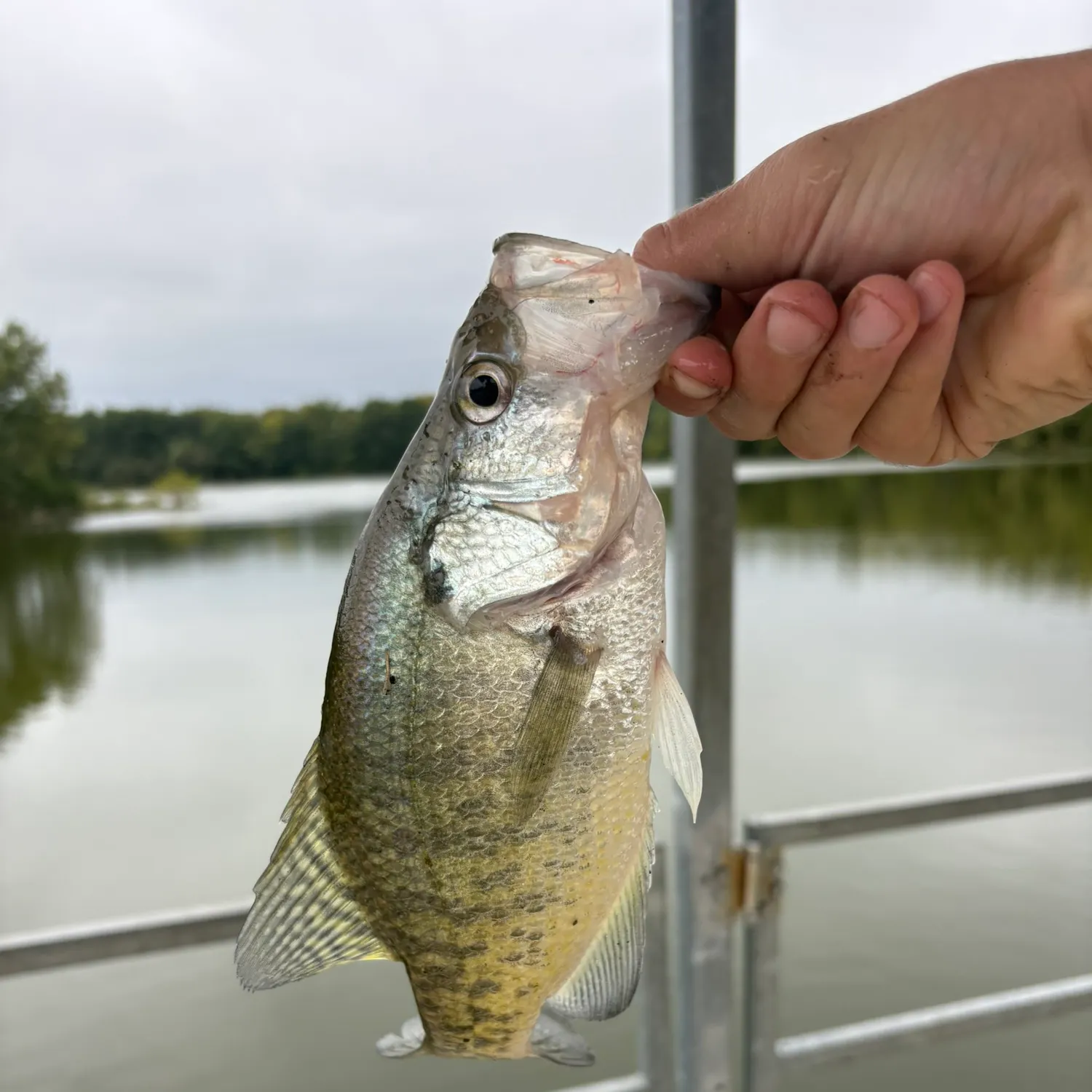 White crappie caught on Fishbrain
