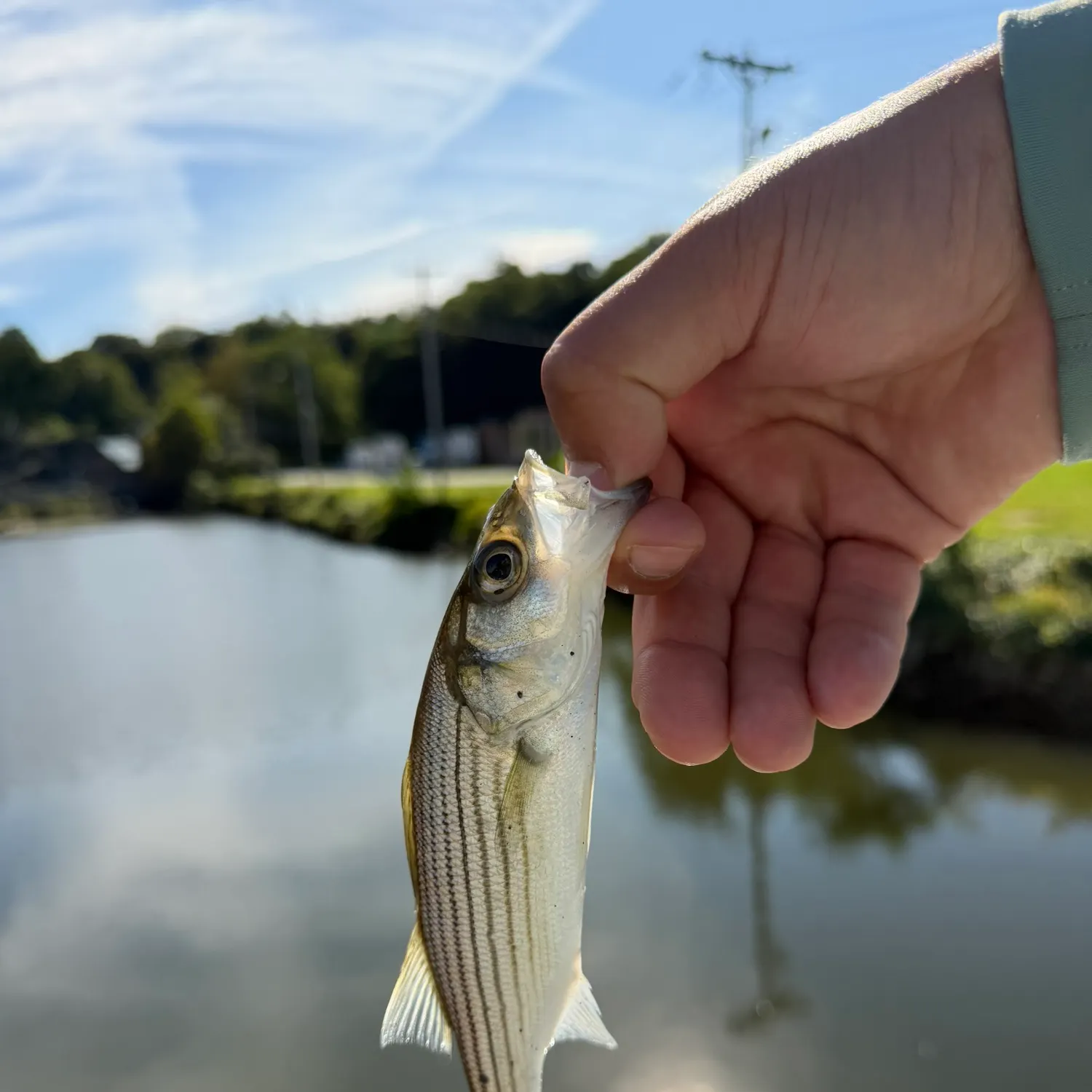 Striped bass caught on Fishbrain