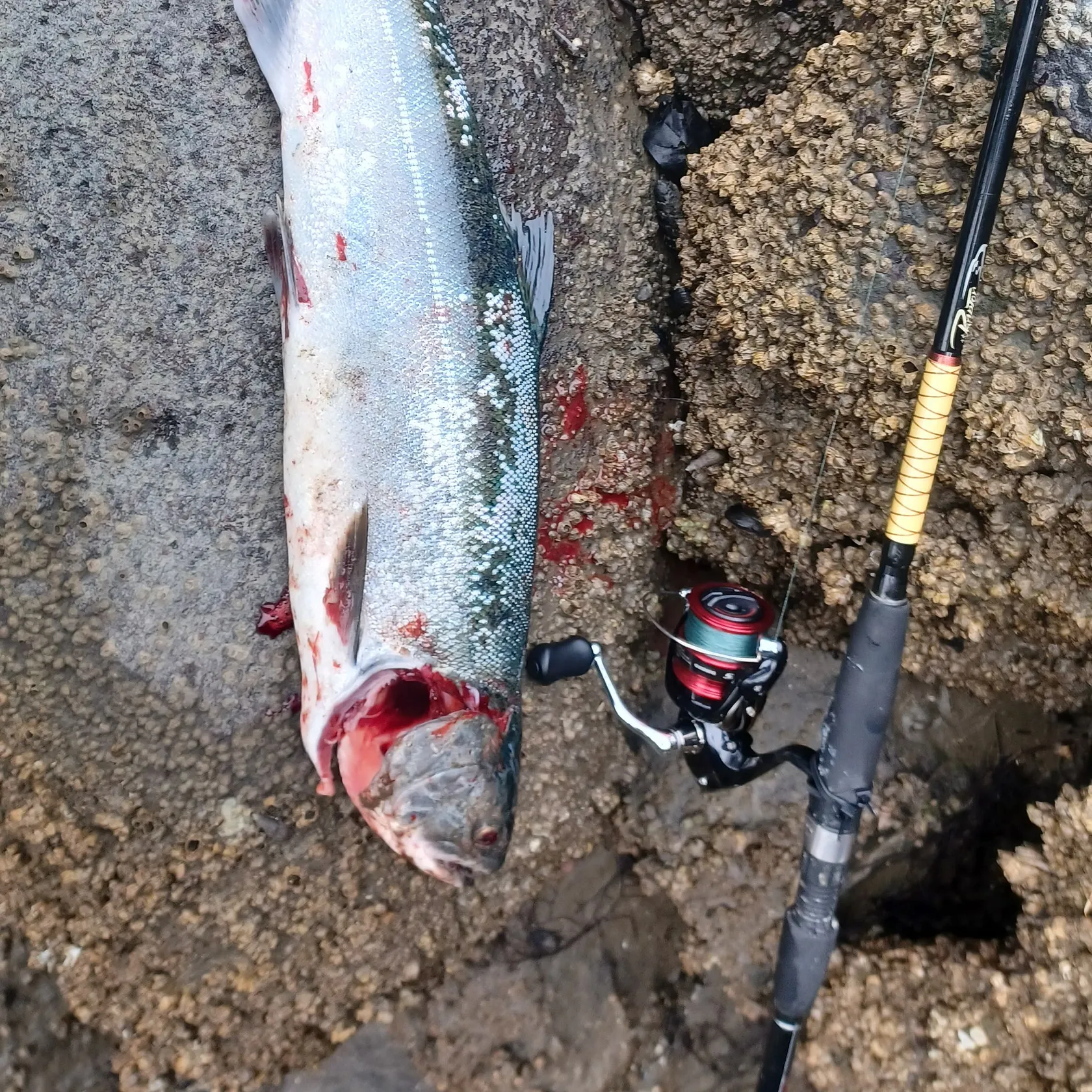 Coho salmon caught on Fishbrain