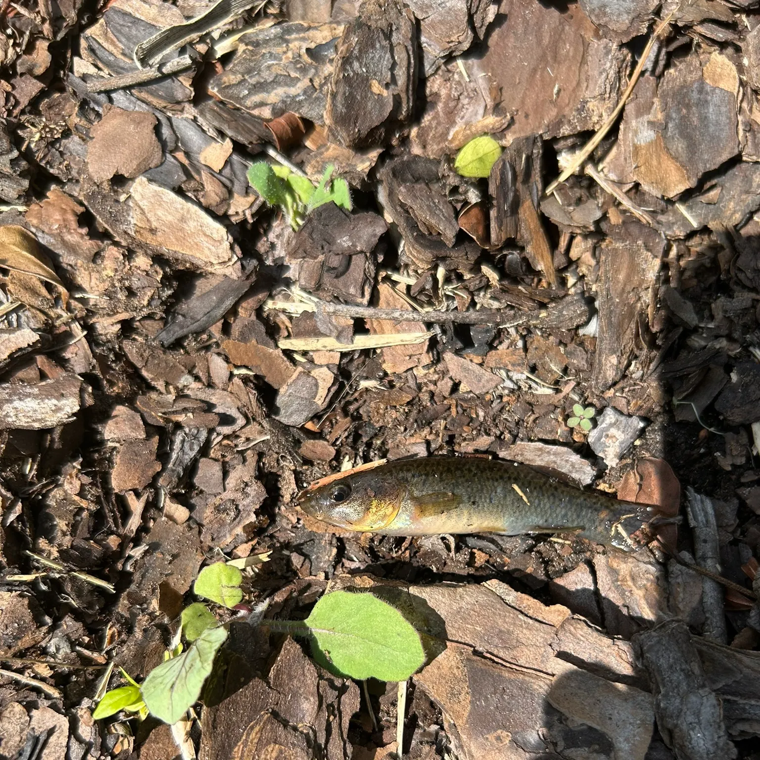 The most recent Seminole killifish catches on Fishbrain