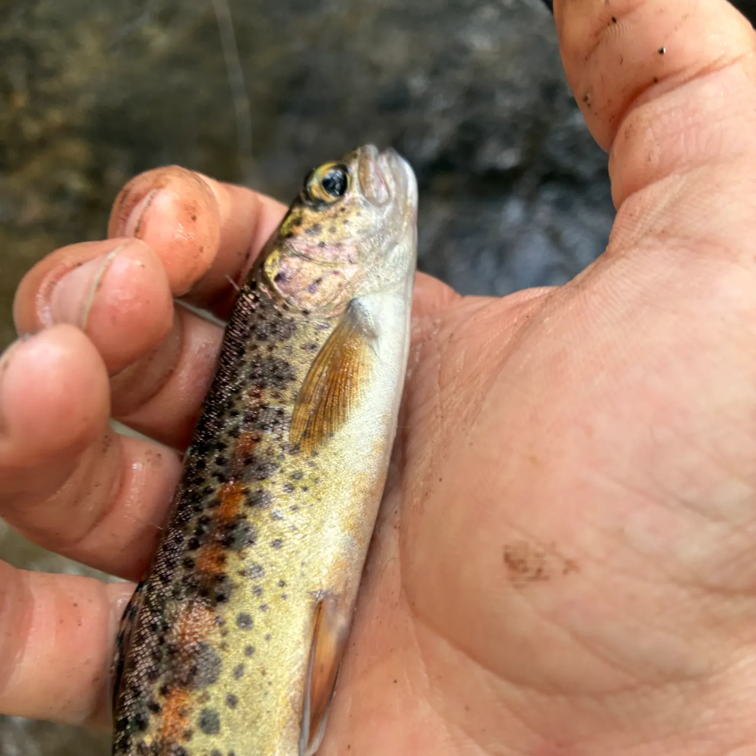 Rainbow trout caught on Fishbrain