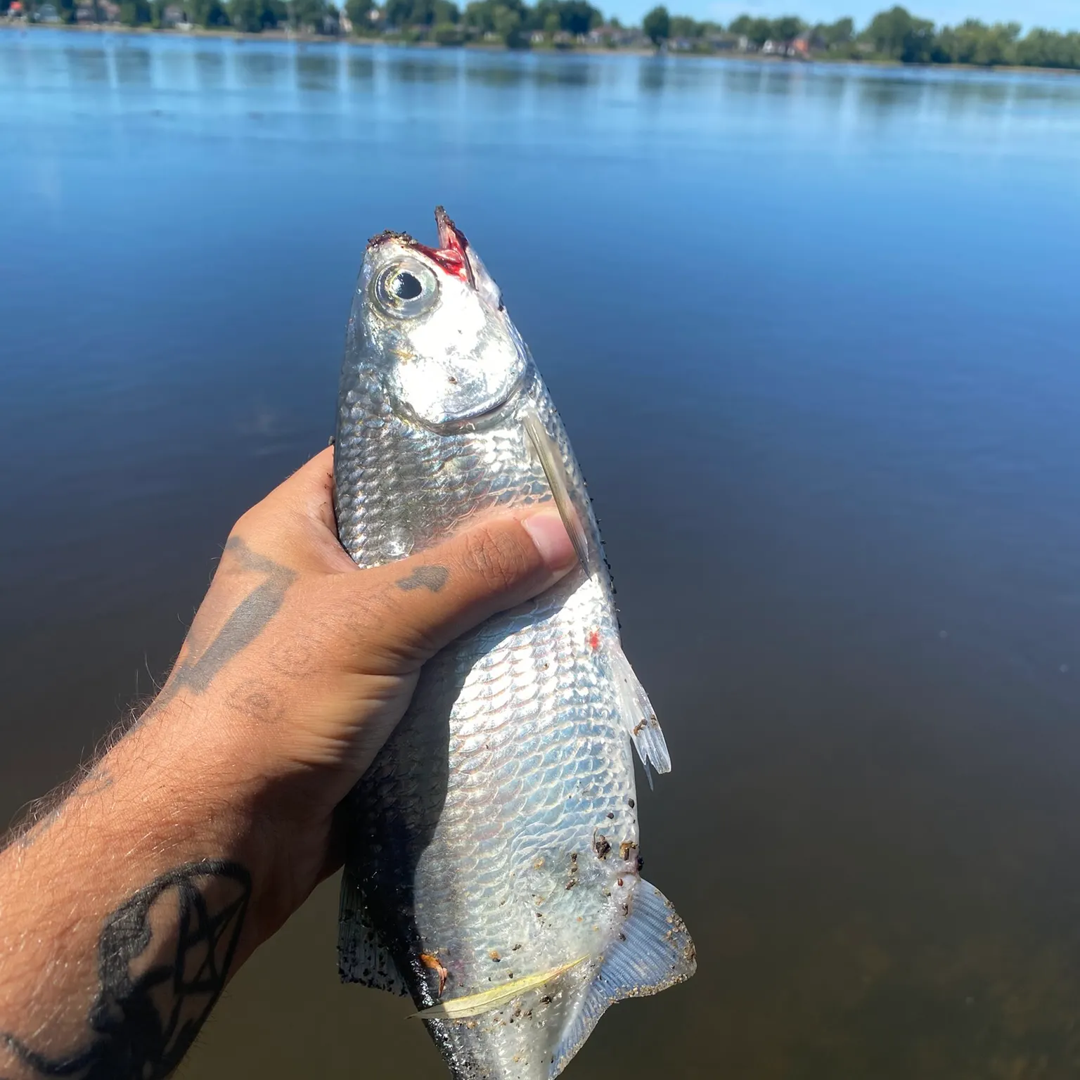 The most recent Mooneye catches on Fishbrain