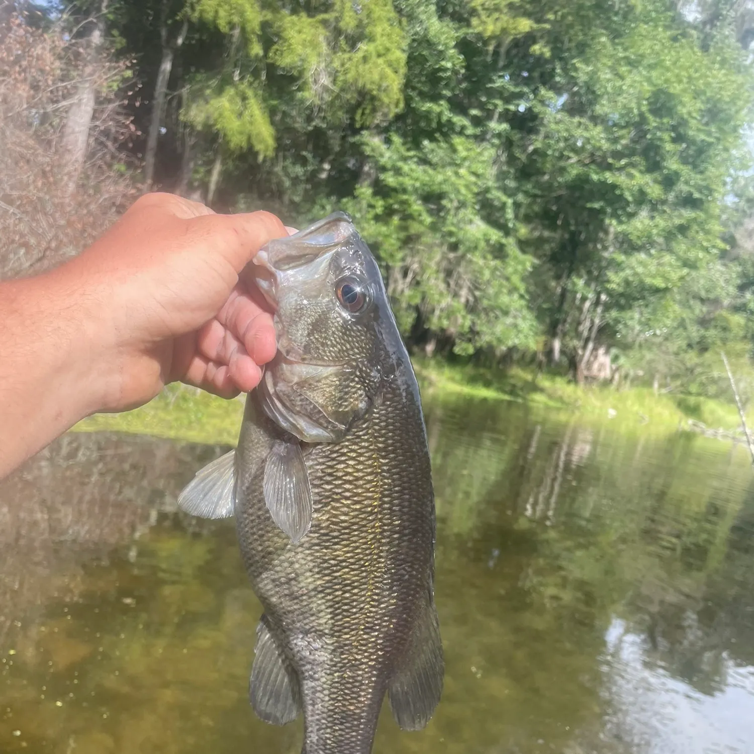 Suwannee bass caught on Fishbrain