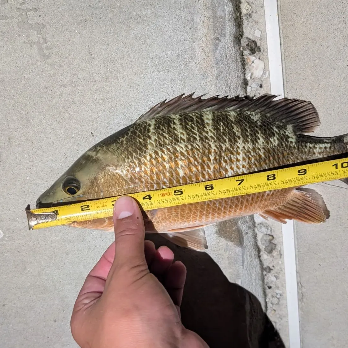 Mangrove snapper caught on Fishbrain