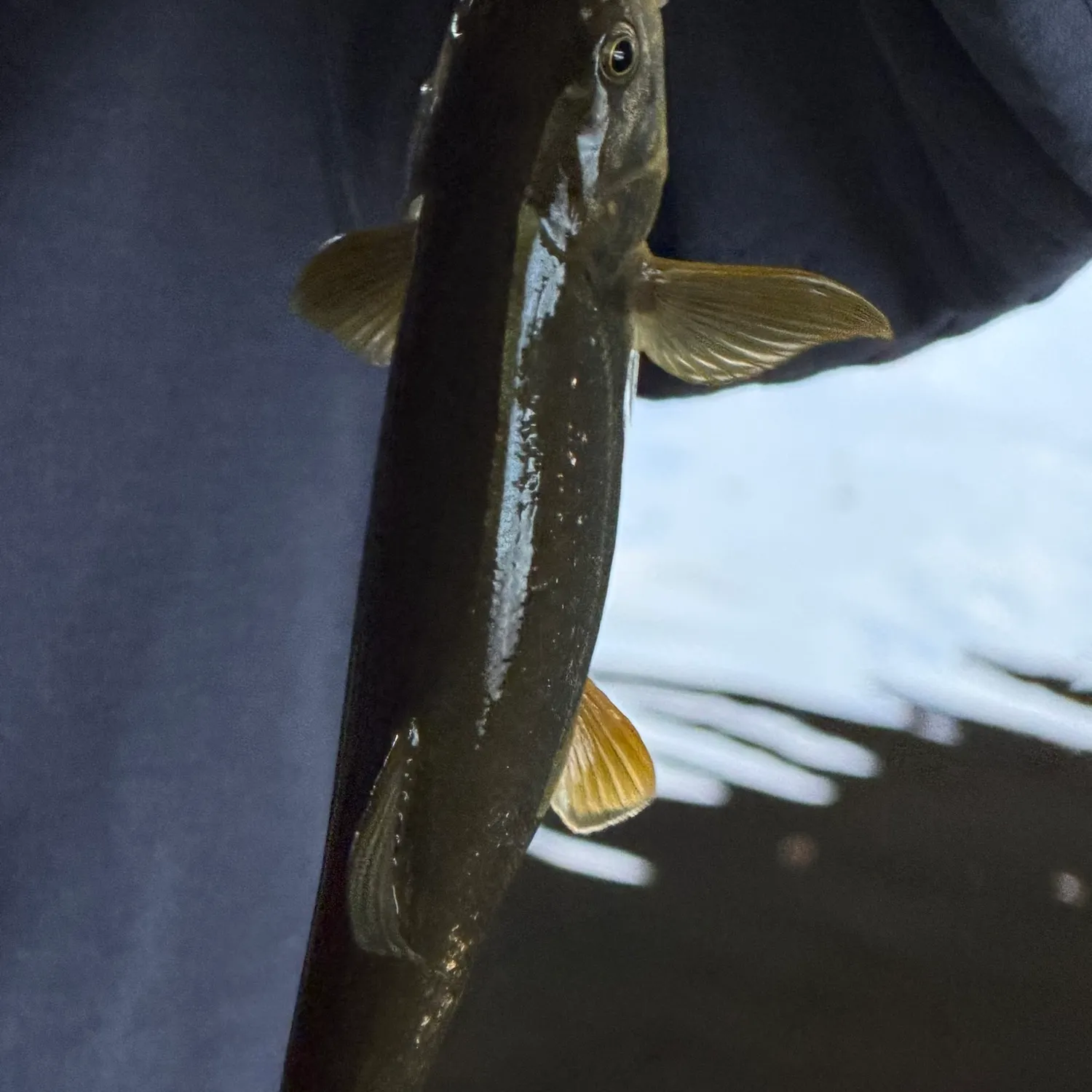 Northern pikeminnow caught on Fishbrain