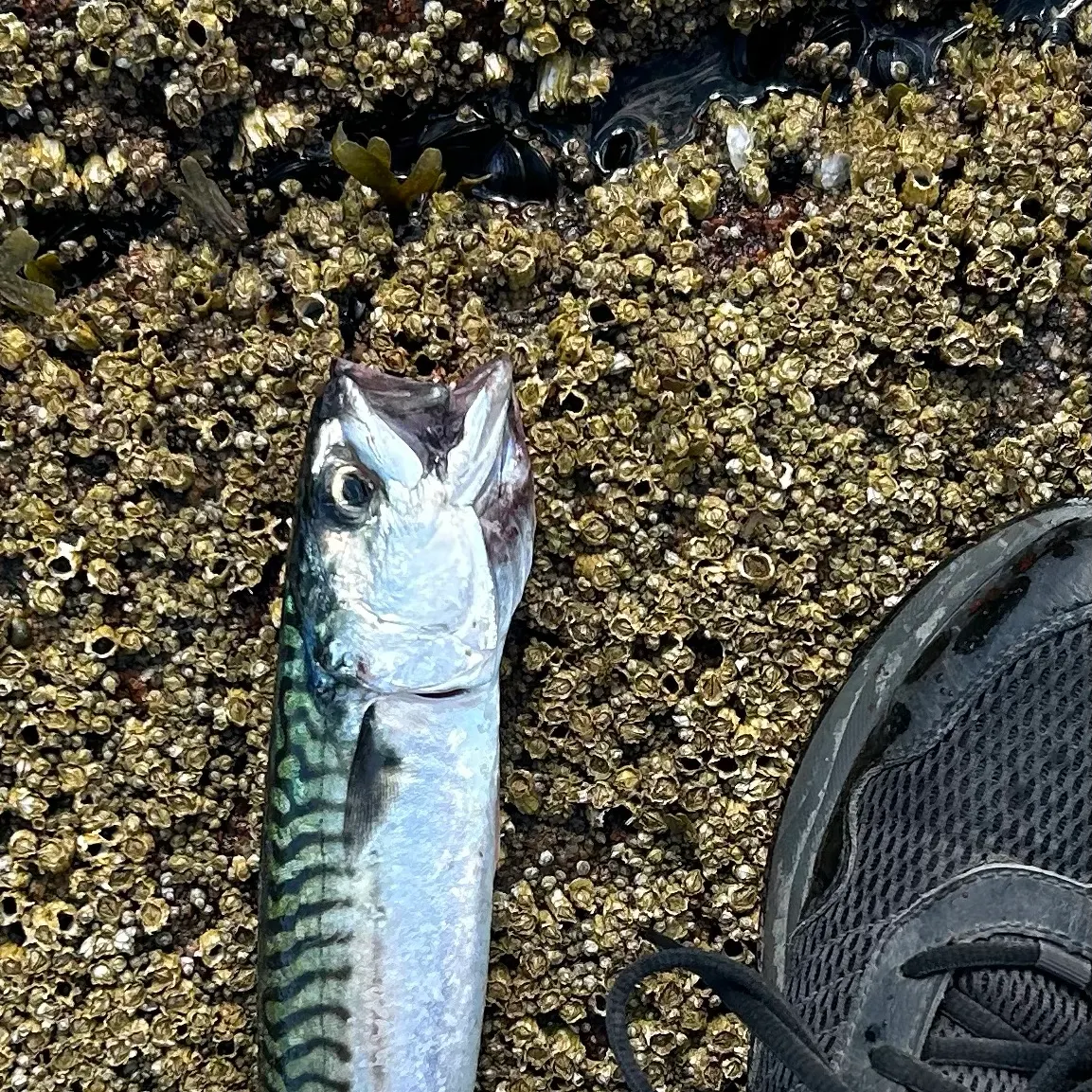 Atlantic mackerel caught on Fishbrain