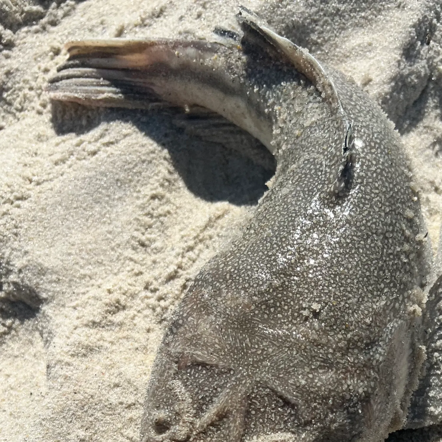 The most recent Northern stargazer catches on Fishbrain