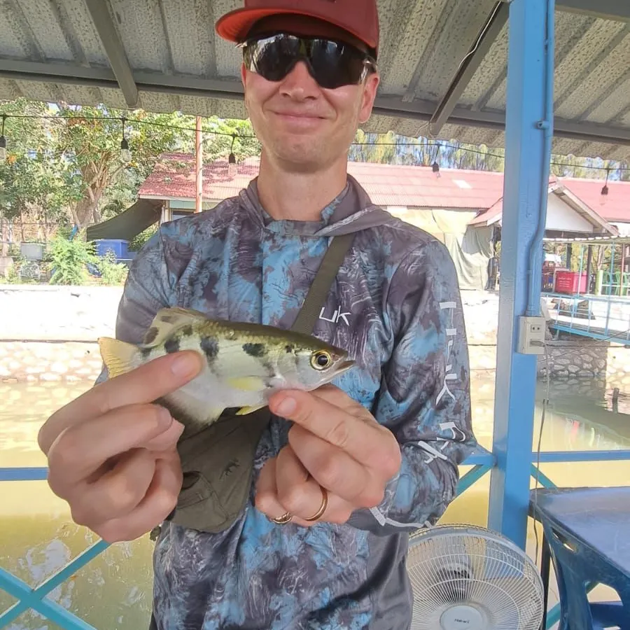 The most popular recent Banded archerfish catch on Fishbrain