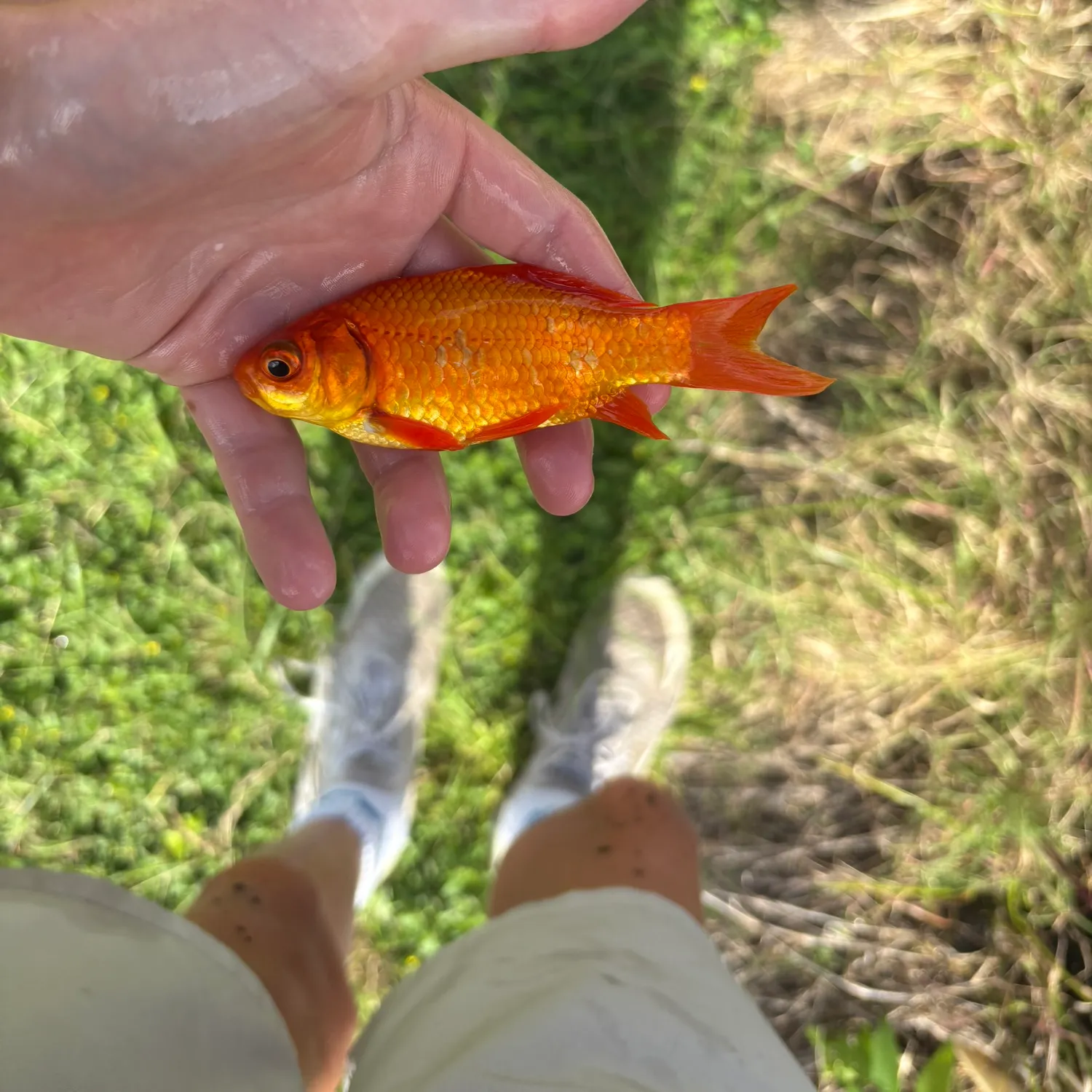 The most recent Goldfish catches on Fishbrain